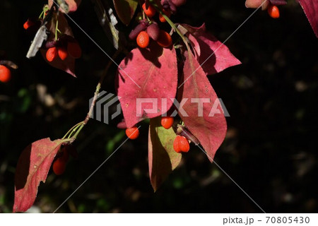 ニシキギの実・世界三大紅葉樹 ニシキギ 70805430