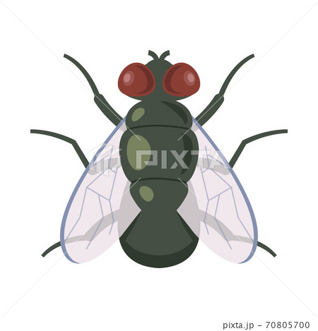 vector illustration of adult dung flies 70805700