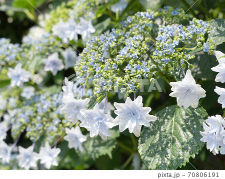 アジサイ　すみだの花火 70806191