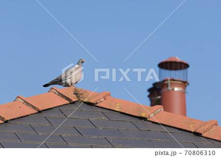 Sunny wood pigeon perched on the mossy peak of a tiled roof, higher 70806310