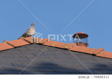 Sunny wood pigeon perched on the mossy peak of a tiled roof. 70806311