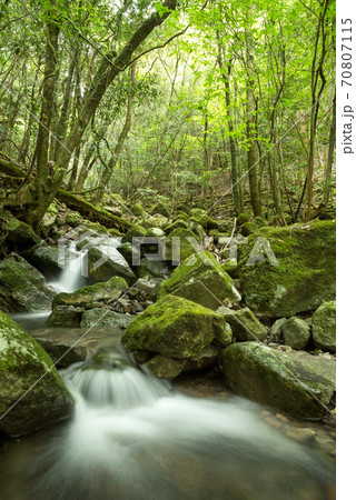 森の中の苔むした沢山の石と清流 70807115