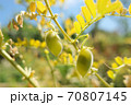 Genuine raw Chickpeas plant pods close up in rural farm cultivation,agricultural food products 70807145
