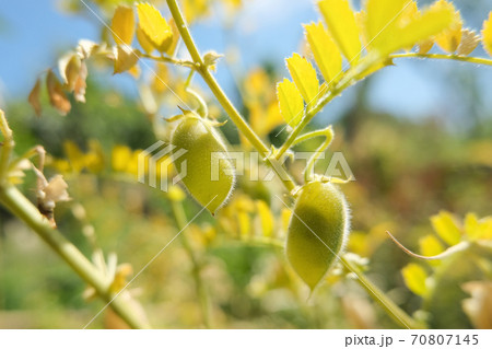 Genuine raw Chickpeas plant pods close up in rural farm cultivation,agricultural food products 70807145