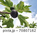 Delicious black italian fig plant leaves branch blue sky background,fico of cilento  70807162