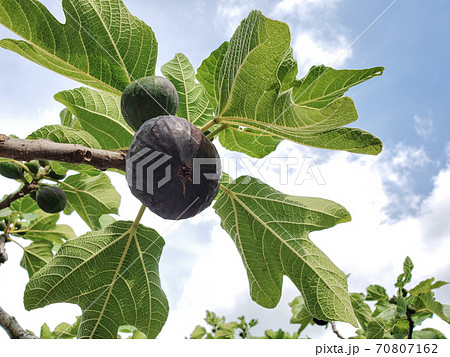 Delicious black italian fig plant leaves branch blue sky background,fico of cilento Delicious black italian fig plant leaves branch blue sky background,fico of cilento 70807162