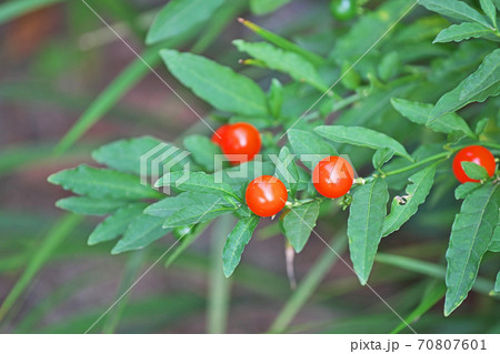 赤いタマサンゴの実 70807601