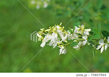 白いハギの花 白いハギの花 70807669