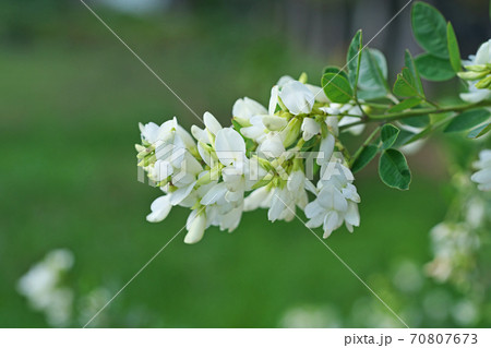 白いハギの花 白いハギの花 70807673
