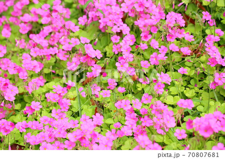 ピンクのゼラニュウムの花 70807681