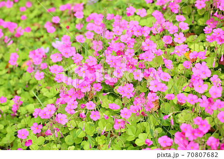 ピンクのゼラニュウムの花 70807682