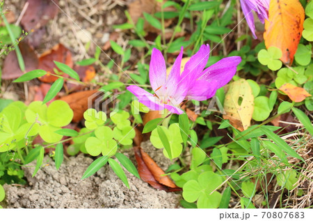 コルチカムの花 70807683