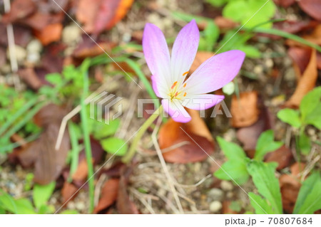 コルチカムの花 コルチカムの花 70807684