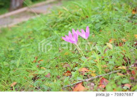 コルチカムの花 70807687
