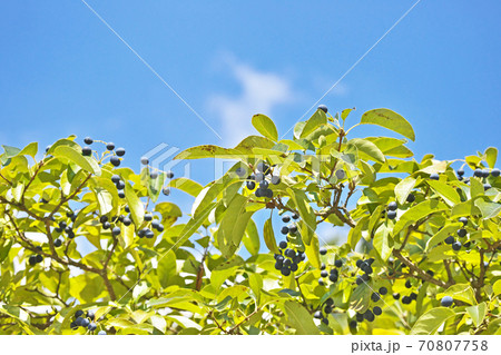 黒いヒトツバタゴの実の写真素材