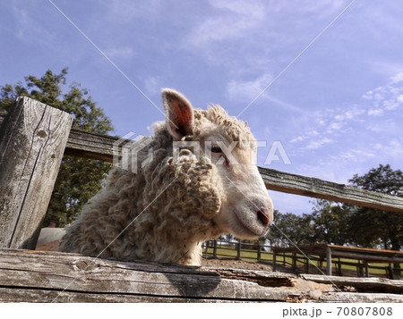 イケメンな羊の写真素材