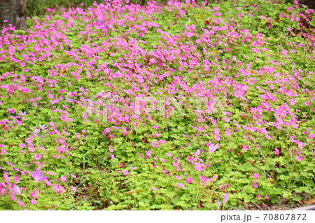 ピンクのゼラニュウムの花 ピンクのゼラニュウムの花 70807872