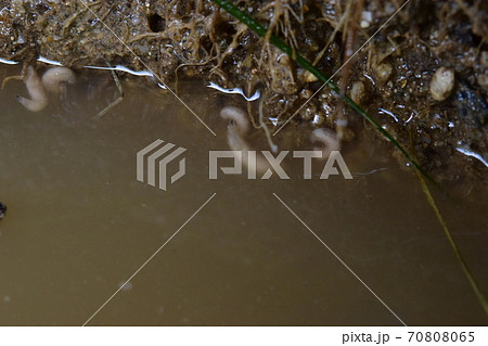水面に浮かぶウジ 70808065