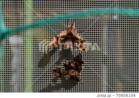 ホシヒメホウジャク 交尾後 ホシヒメホウジャク 交尾後 70808109