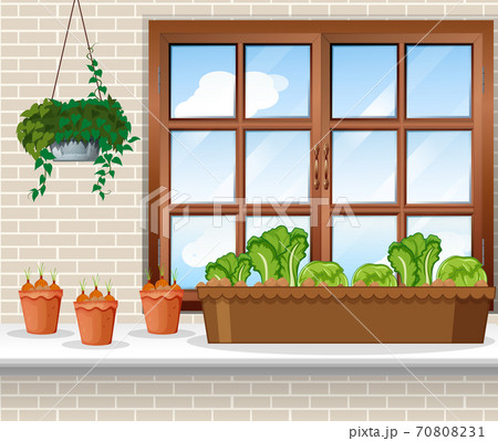 Vegetable plants with window background scene Vegetable plants with window background scene 70808231