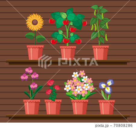 Set of plant on shelves 70808286