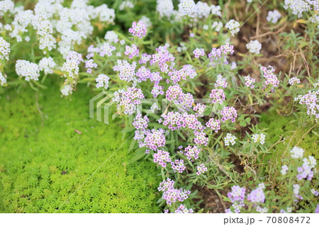 アリッサムの花 70808472