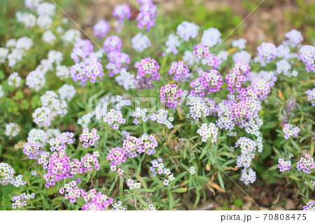 アリッサムの花 70808475