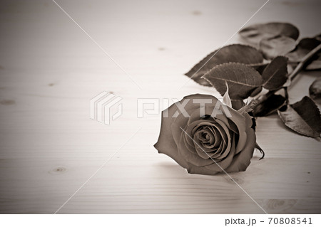 Rose in monochrome 70808541