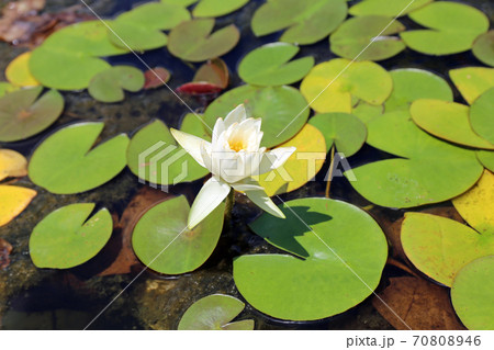 初夏の好古園 70808946