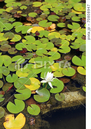 初夏の好古園 70808947