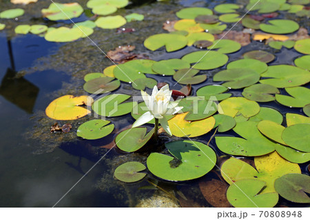 初夏の好古園 70808948