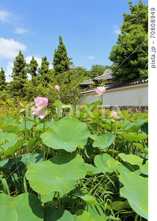 初夏の好古園 70808949