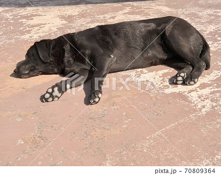 昼寝する犬 70809364