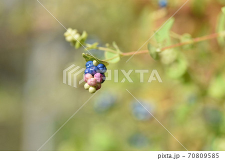 イシミカワ（石見川・石実皮・石膠）の果実 70809585