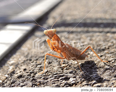 臨戦体勢のカマキリ 70809694