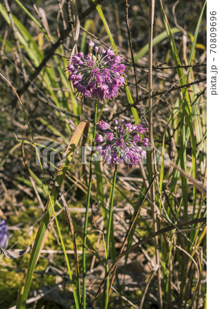 草むらに自生するヤマラッキョウの花の写真素材