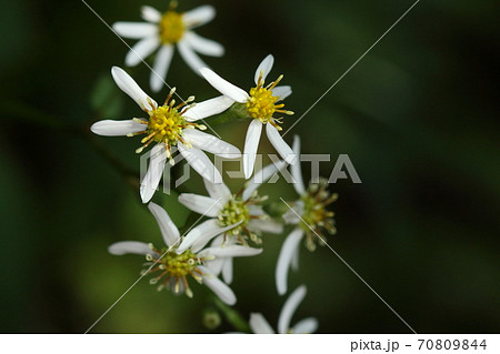 自然　植物　シラヤマギク、舌状花が少ないので貧弱に見えますが・・・。これで花盛りです 70809844