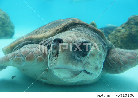 ウミガメ 70810106