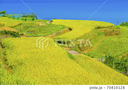 京都　袖志の棚田　 70810128