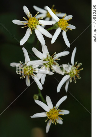 自然　植物　シラヤマギク、野菊の一つ。漢字では『白山菊』で『東風菜』とも書き別名は『婿菜』だそうです 70810260
