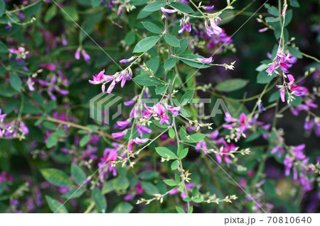 秋風に揺れる紫の萩の花 70810640