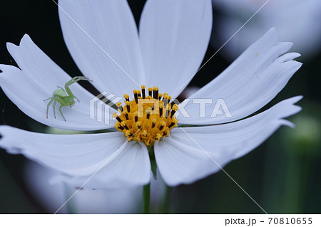 ハナグモ 70810655