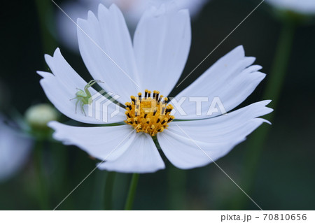 ハナグモ 70810656