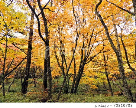 秋の奥日光・紅葉の森 秋の奥日光・紅葉の森 70810708