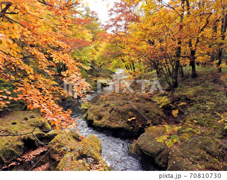 秋の奥日光・湯川の紅葉 70810730