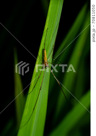 macro insect on green leaves with black background 70811050