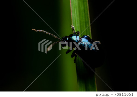 macro insect on green leaves with black background macro insect on green leaves with black background 70811051