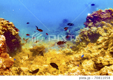 珊瑚礁を泳ぐ熱帯魚とダイバー 70811058