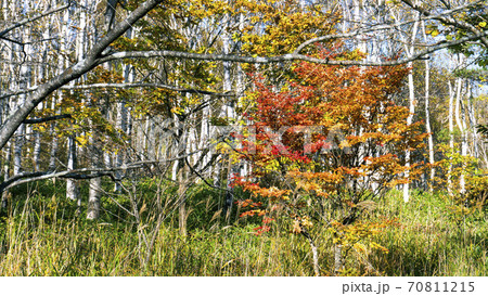 白樺林と紅葉した灯台躑躅 八千穂高原 長野県 の写真素材