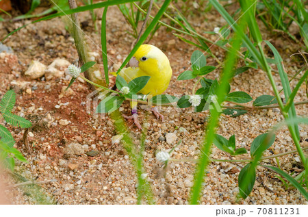 cute american yellow forpus in the outdoor cage cute american yellow forpus in the outdoor cage 70811231